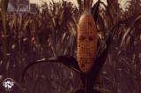 Maize